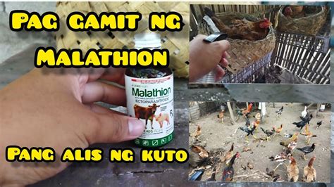 Kuto ng manok .